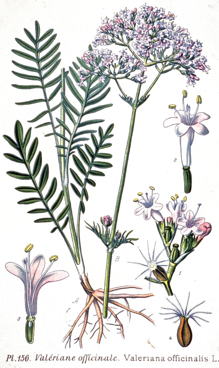 Valeriana officinale, c.1880-1900 (gravura) de Unbekannter Künstler