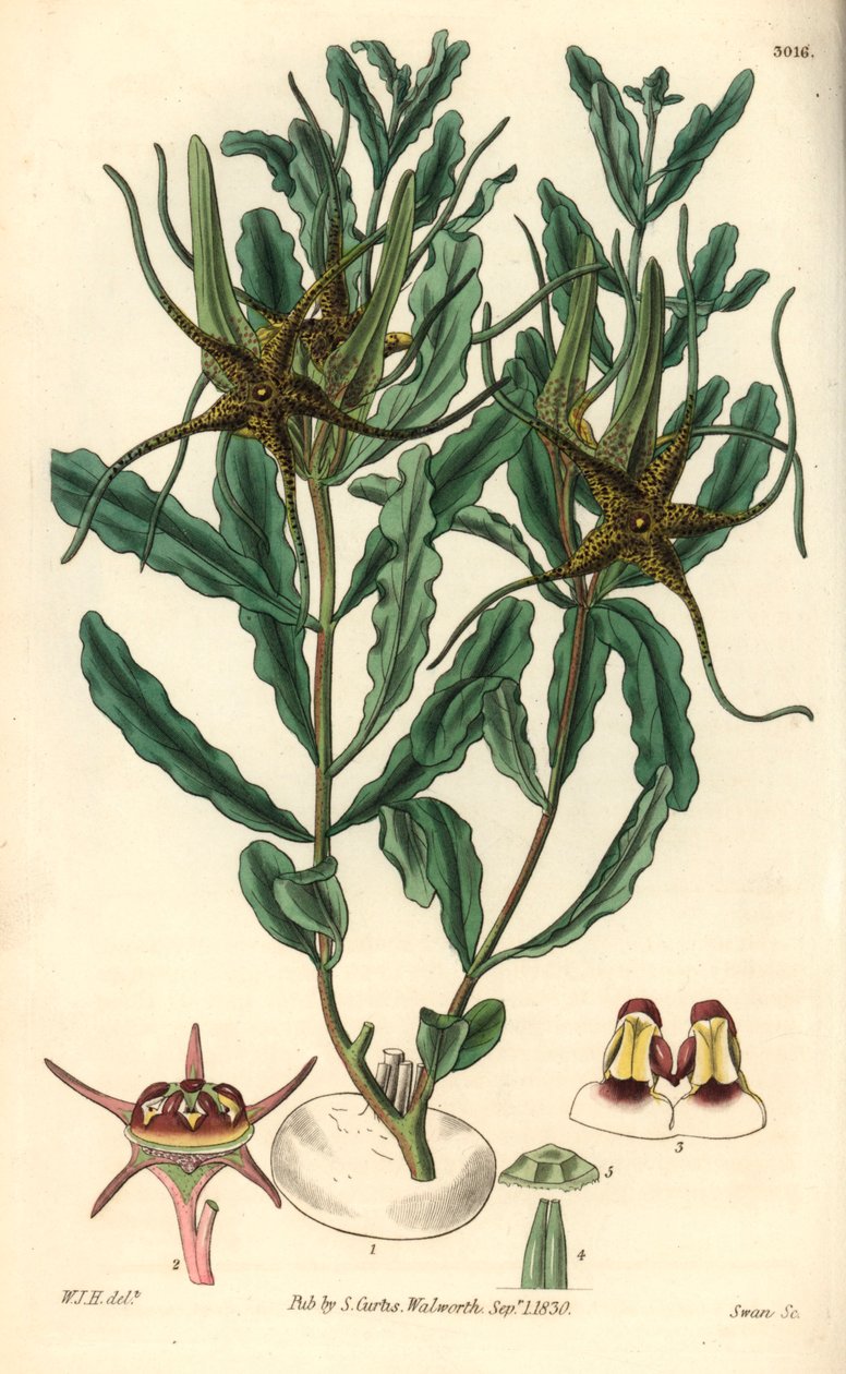 Variete de Brachystelma (Brachystelma crispum) - Ilustração de William Jackson Hooper (1785-1865), gravura de Swan, para a revista botânica de William Curtis de Unbekannter Künstler