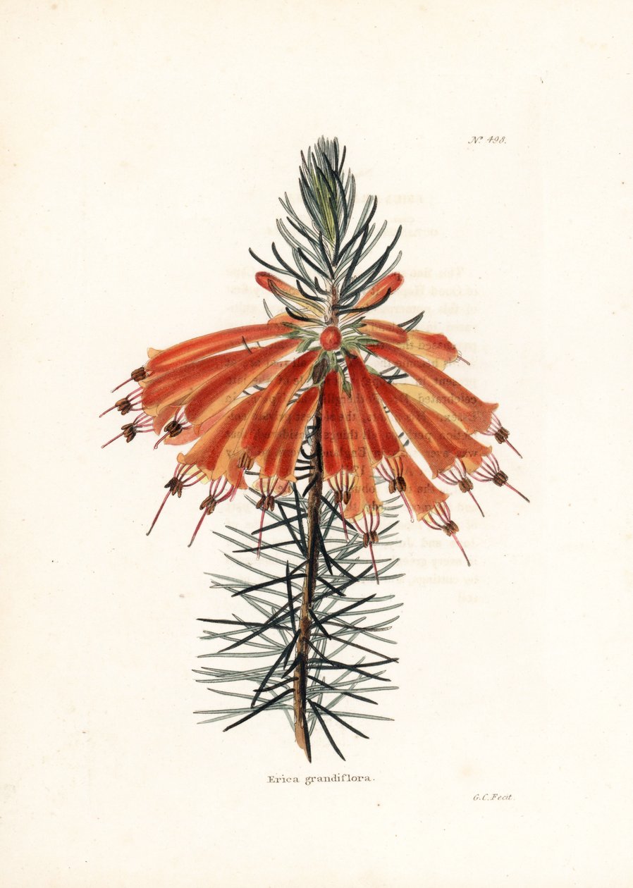 Variete de bruyere - Litografia de George Cooke, para a revista britânica Conrad Loddiges Botanical Cabinet (1738-1826) de Unbekannter Künstler