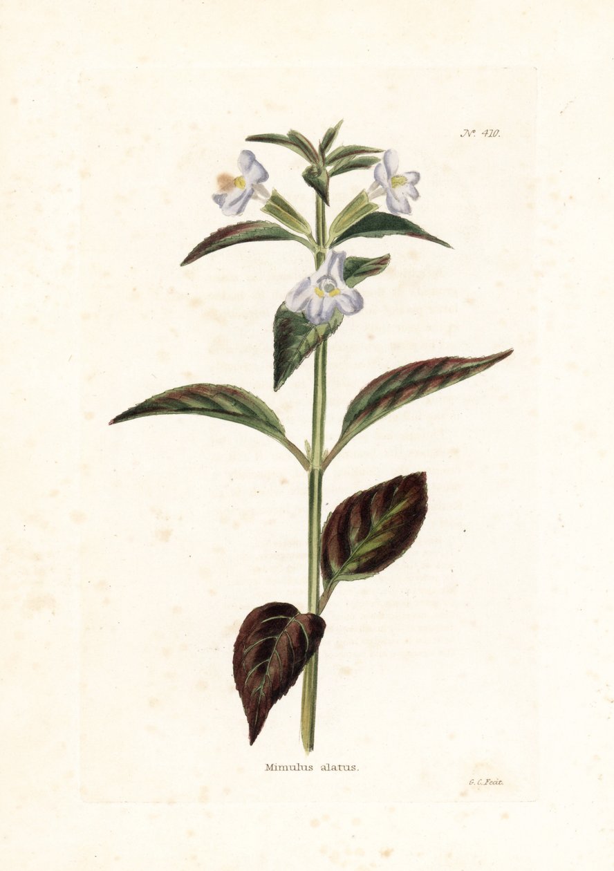 Variete de mimule - Litografia de George Cooke, para a revista britânica Conrad Loddiges (1738-1826) de Unbekannter Künstler