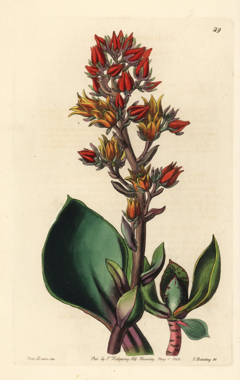 Variante de Echeveria (planta suculenta da América) - Echeveria de folhas afiadas, Echeveria acutifolia. Gravura em chapa de cobre colorida à mão por George Barclay a partir de uma ilustração de Miss Sarah Drake do Edwards