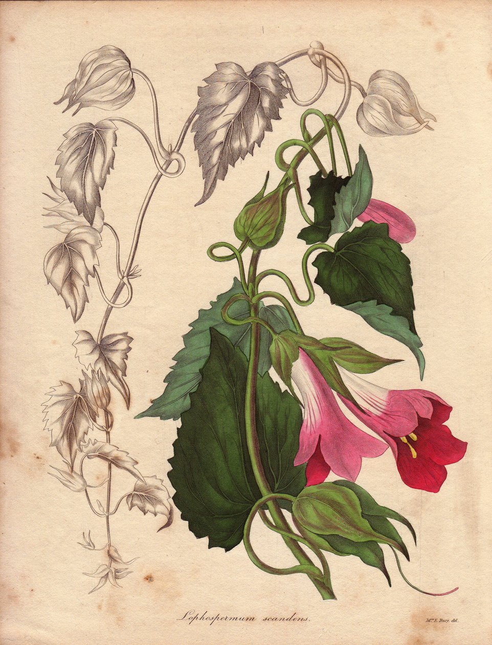 Variante de Lophospermum (L.Scandens), trepadeira com flores cor-de-rosa e púrpura. Espécie descoberta pelo Sr. Bates, muito difundida nos arbustos do México. Esta planta foi cultivada na coleção de Charles Tayleure e esteve presente no Jardim Botânico de  de Unbekannter Künstler
