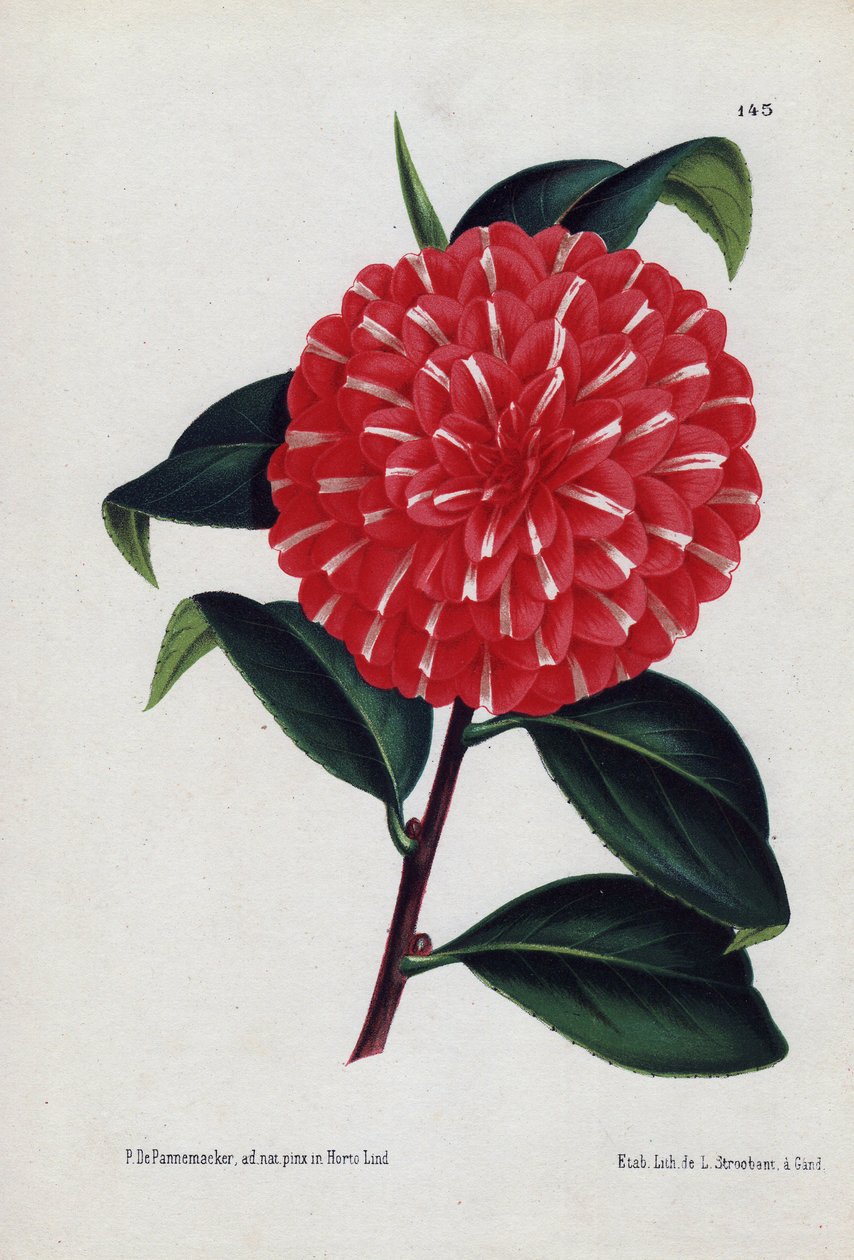 Variedade de camélias híbridas, denominadas Caprioli, com flores vermelhas riscadas de branco (Camellia japonica, Thea japonica). Ilustração de P. de Pannemaeker, litografia de L. Stroobant de Gand (Bélgica), publicada em L