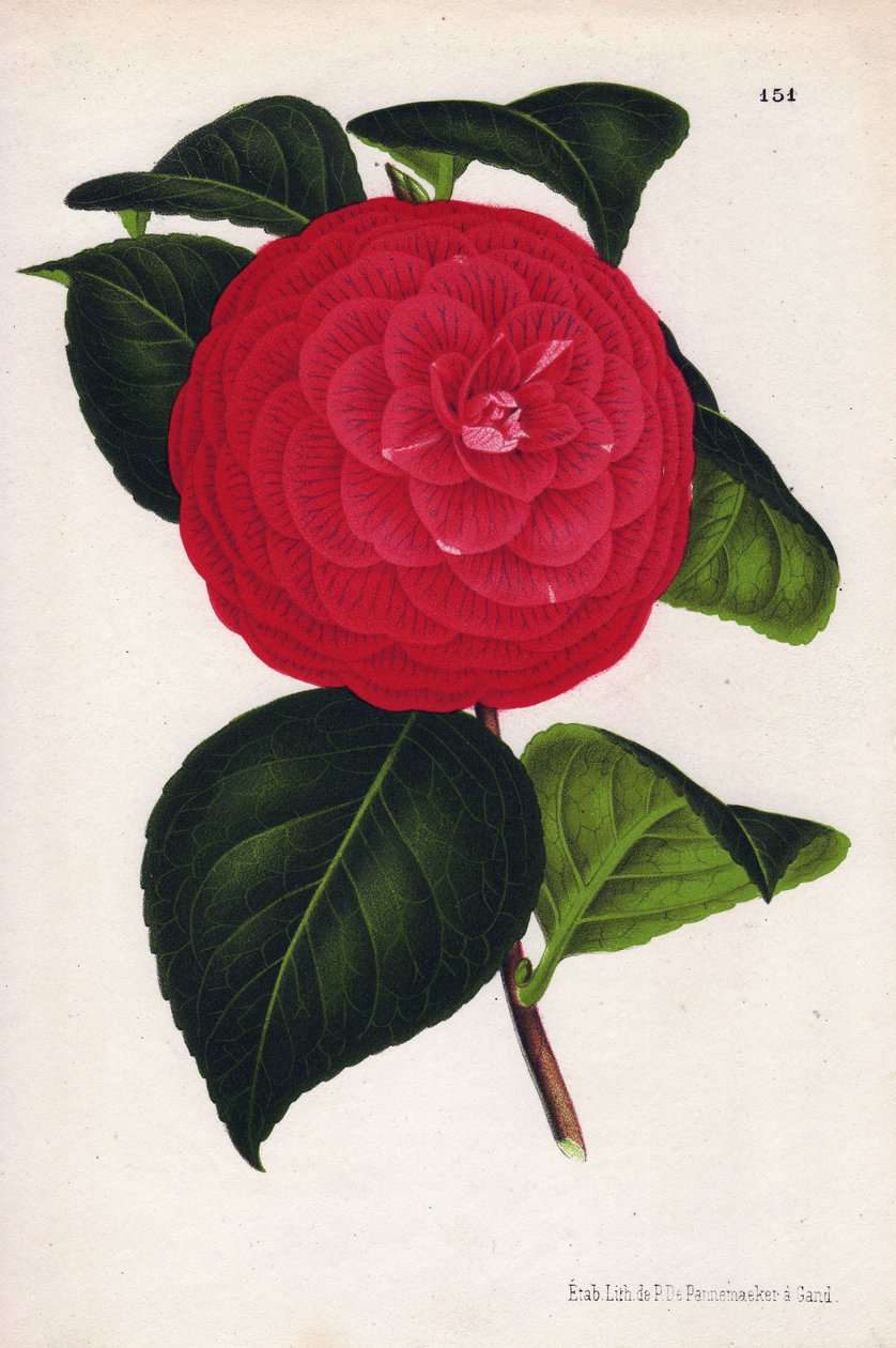 Variedade de camélias híbridas, denominada Marchesa Davia (Camellia japonica, Thea japonica), com flores vermelhas com nervuras vermelho-carmesim. Cromolitografia de P. de Pannemaeker, publicada por volta de 1880 em Ghent (Bélgica), em L