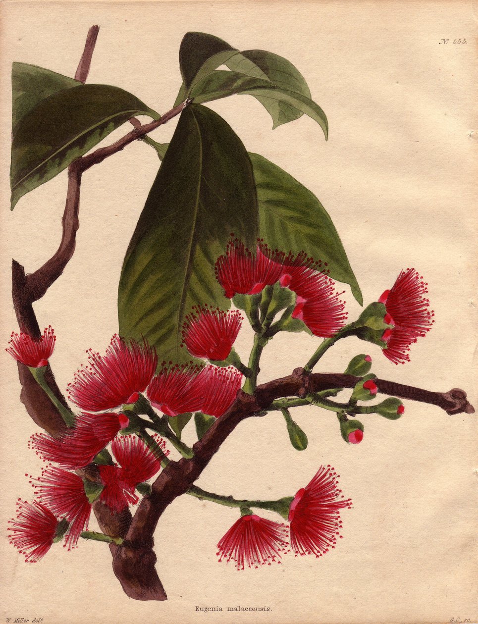 Variedade de ananás ou maçã rosa, com flores carmesim (Eugenia malaccensis). Planta tropical de origem malaia. A espécie aqui representada não está confinada apenas ao Detroit de Malaca (Malásia), mas ocorre em toda a Índia e na maioria das ilhas da de Unbekannter Künstler