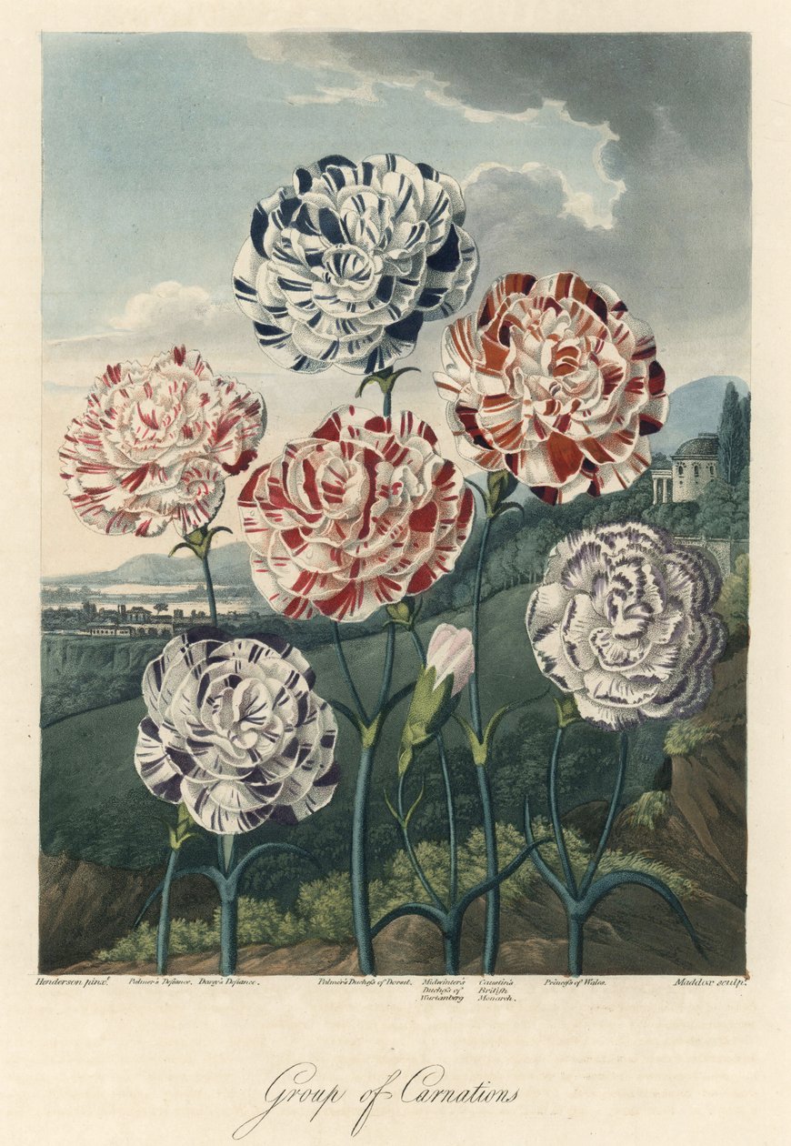 Variedades de cravos comuns (ou cravos de florista ou cravos de cravo) Água forte, extraída de The Temple of Flora, do Dr. Robert Thornton (1768-1837) de Unbekannter Künstler