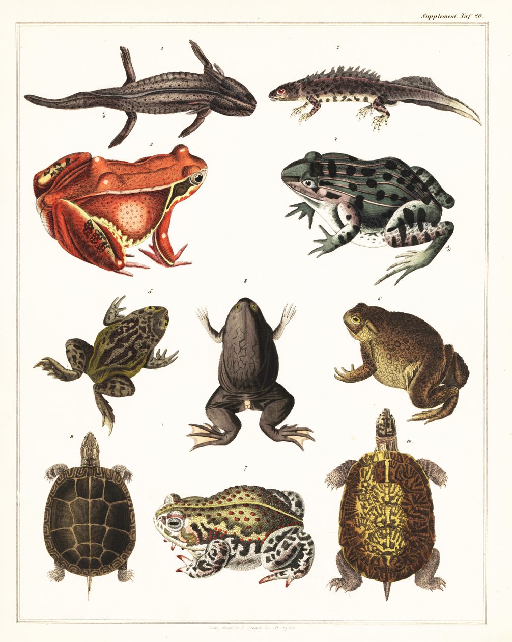 Variedades de anfíbios, sapos e tartarugas.,1841 (litografia) de Unbekannter Künstler