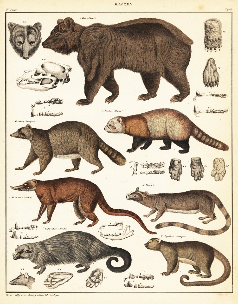 Variedades de ursos., 1841 (litografia) de Unbekannter Künstler