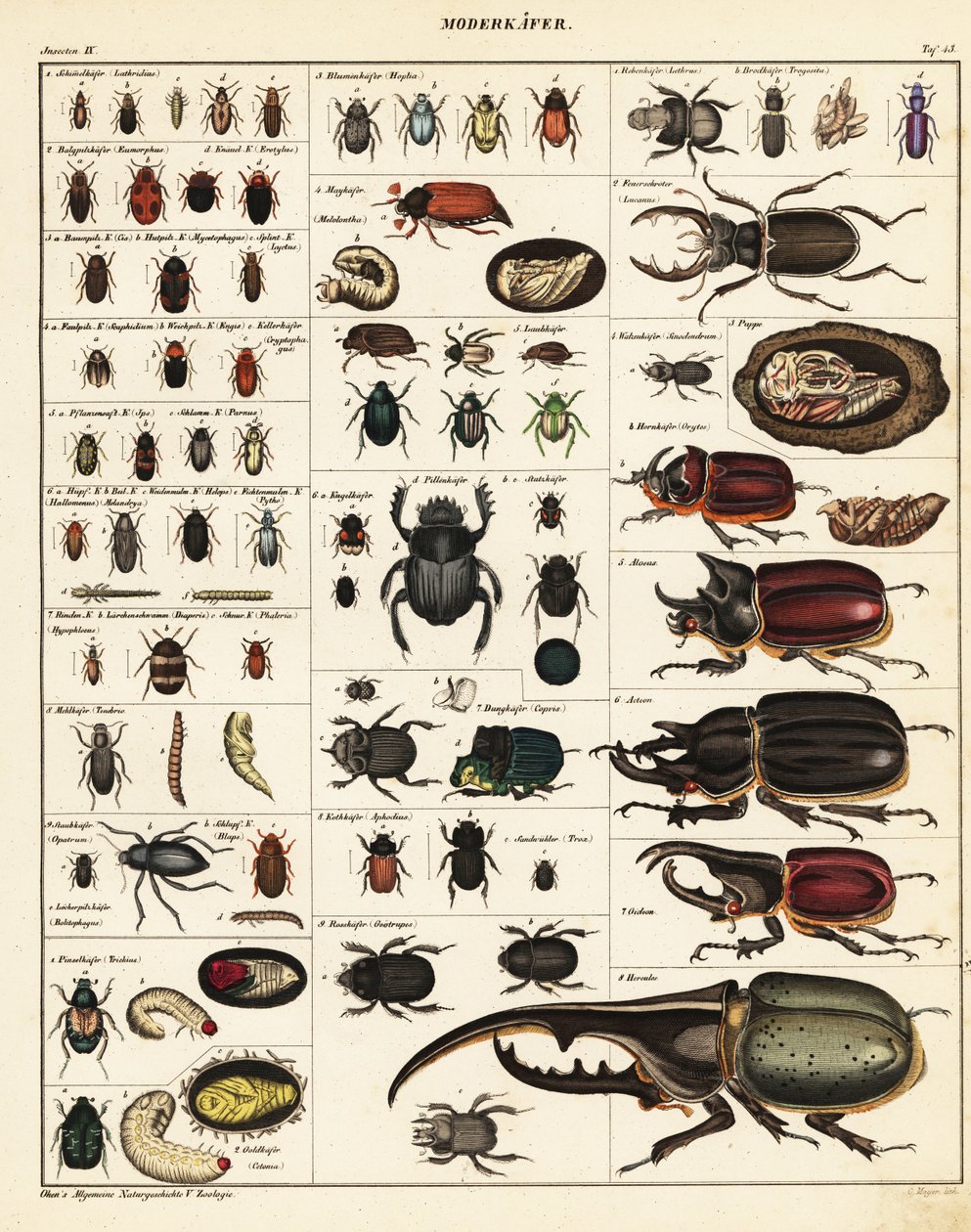 Variedades de besouros., 1841 (litografia) de Unbekannter Künstler