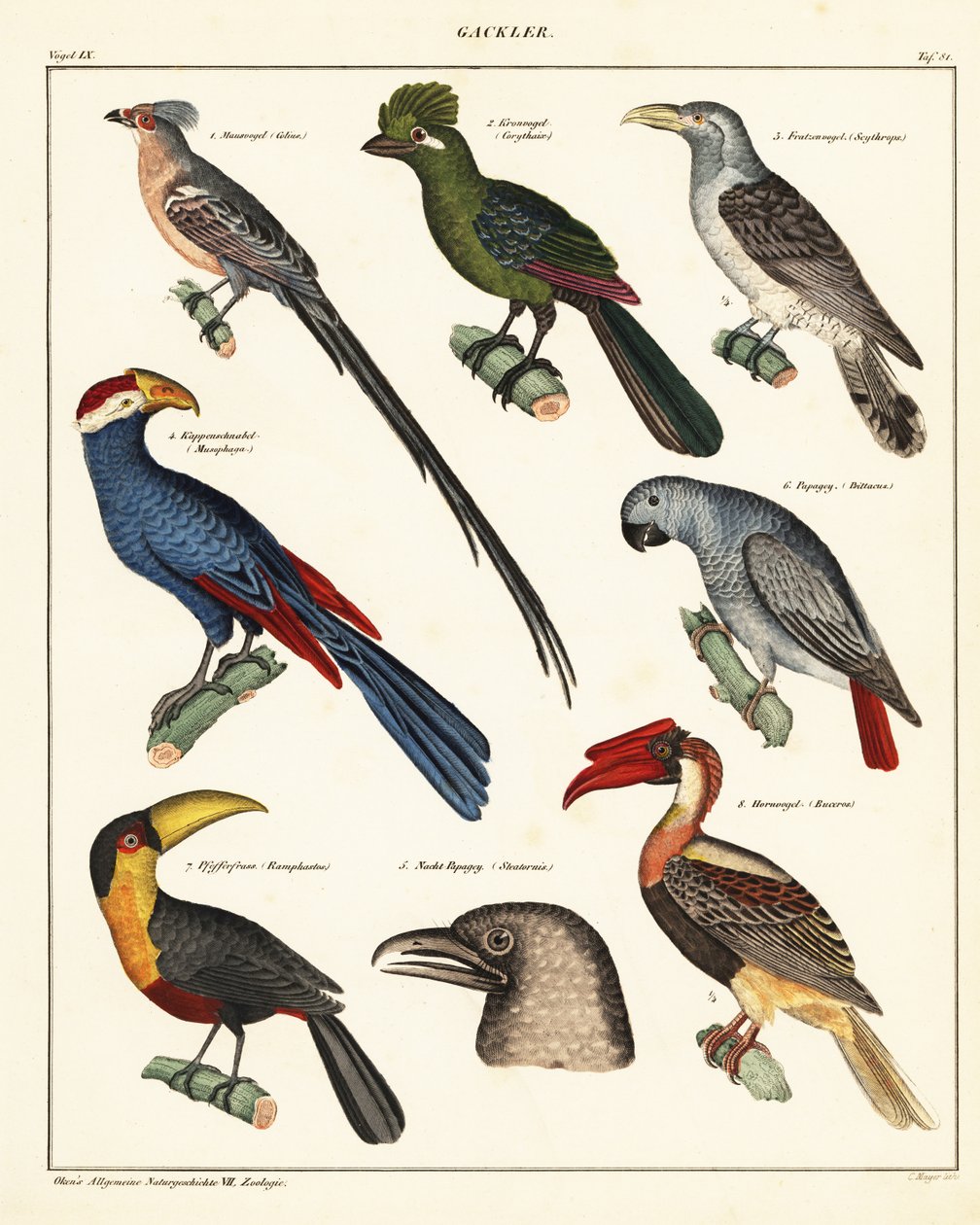 Variedades de pássaros.,1841 (litografia) de Unbekannter Künstler