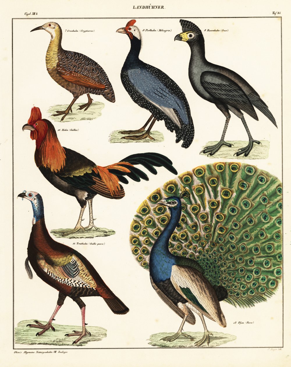 Variedades de pássaros. ,1841 (litografia) de Unbekannter Künstler