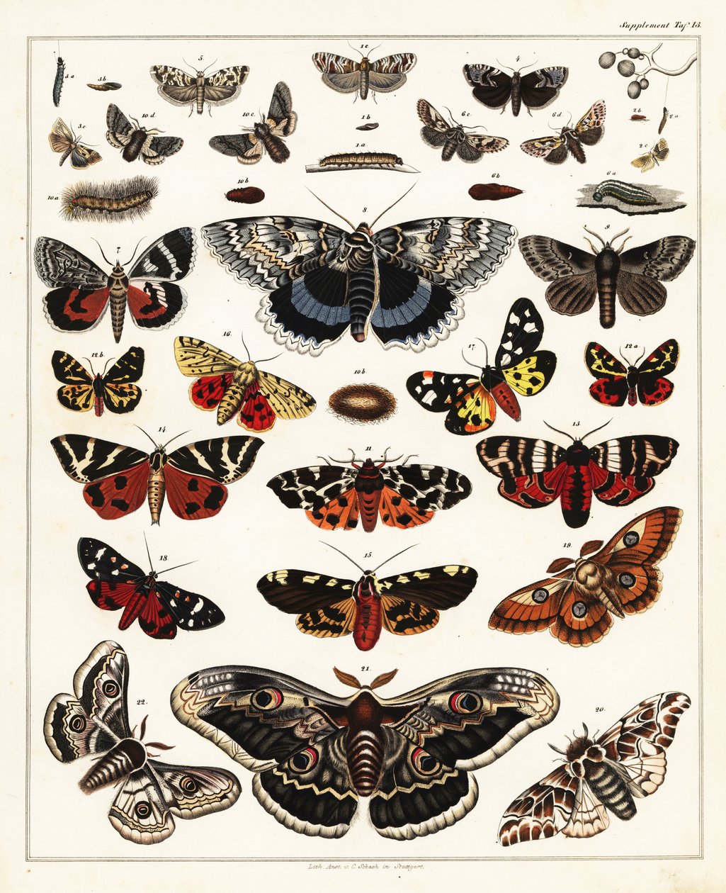 Variedades de borboletas, mariposas, etc., 1841 (litografia) de Unbekannter Künstler