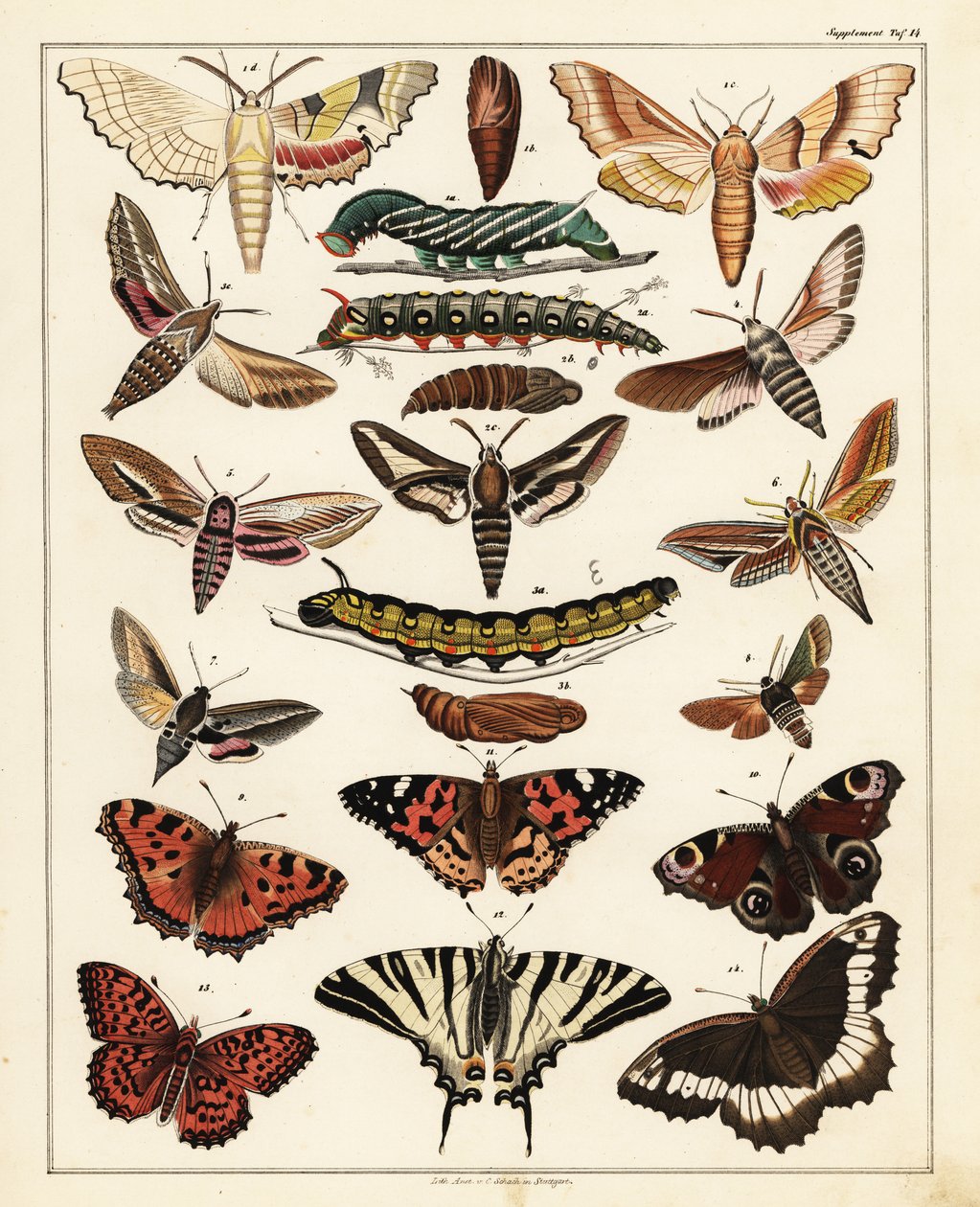 Variedades de borboletas, mariposas, etc., 1841 (litografia) de Unbekannter Künstler