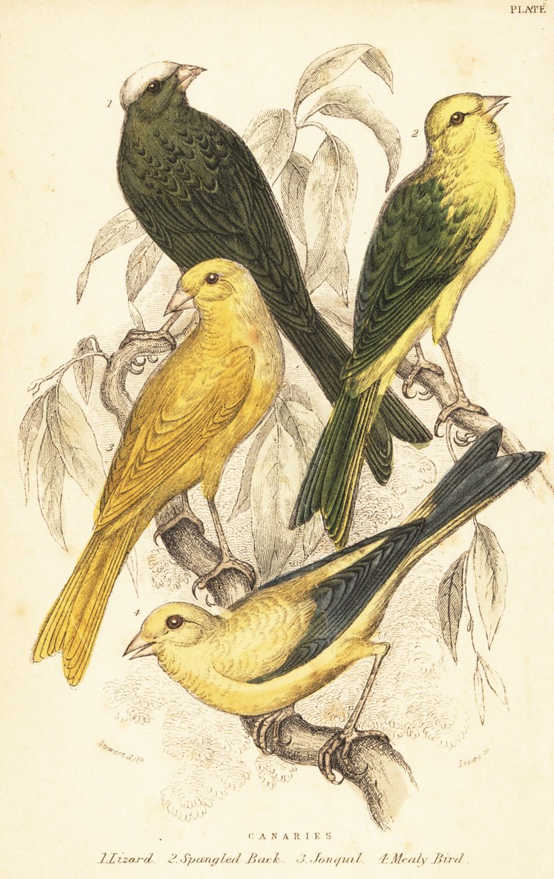 Varieties of canaries, Serinus canaria domestica.1889 (gravura) de Unbekannter Künstler