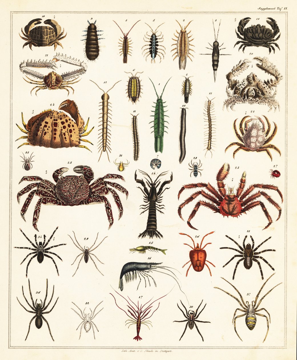 Variedades de caranguejos e aranhas.,1841 (litografia) de Unbekannter Künstler