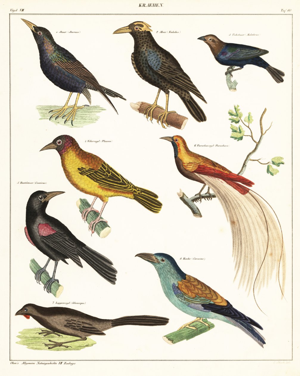 Variedades de pássaros exóticos. ,1841 (litografia) de Unbekannter Künstler