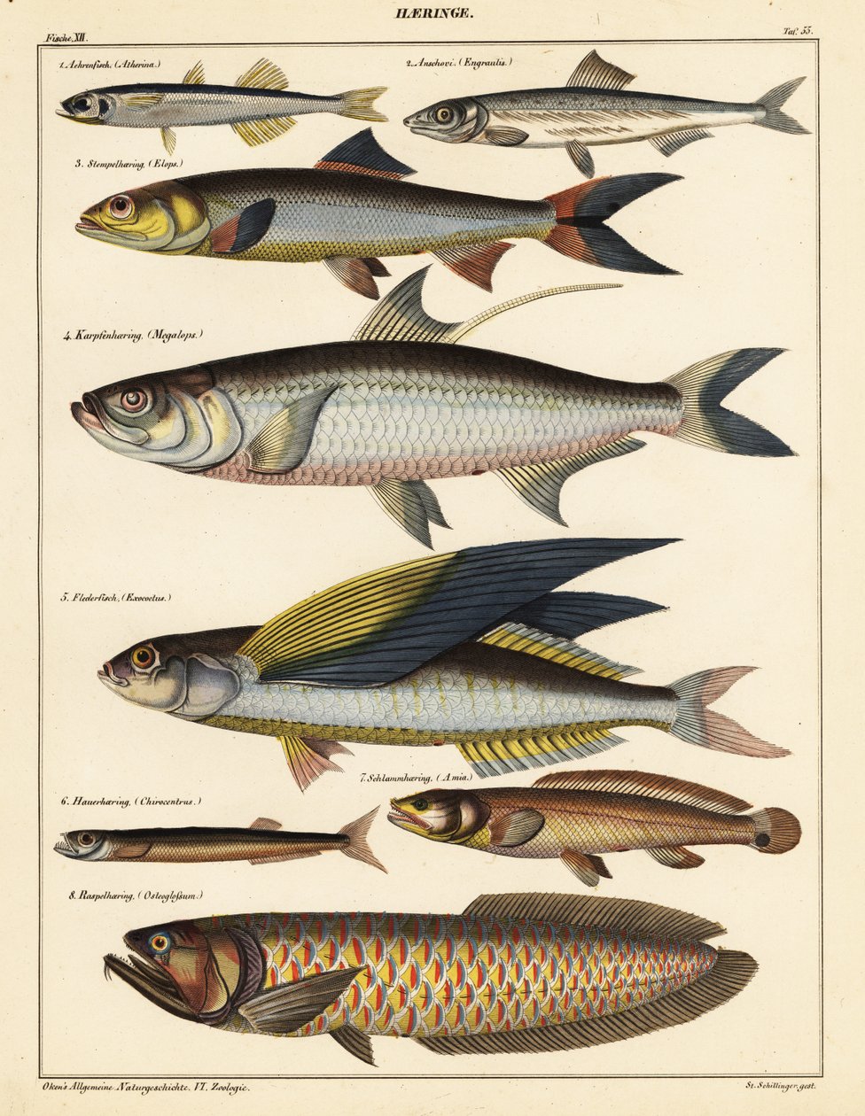Variedades de peixes.,1841 (litografia) de Unbekannter Künstler