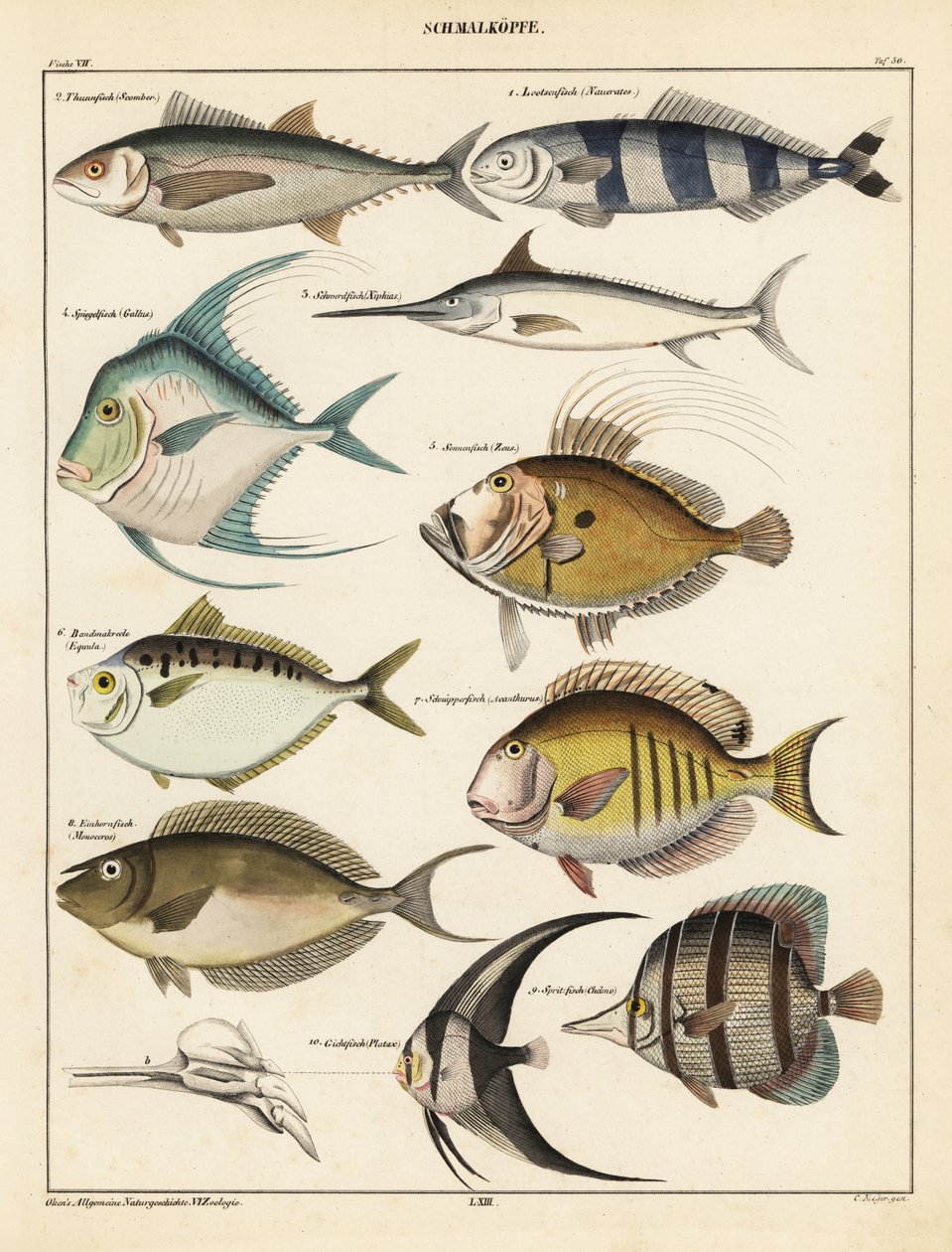 Variedades de peixes.,1841 (litografia) de Unbekannter Künstler
