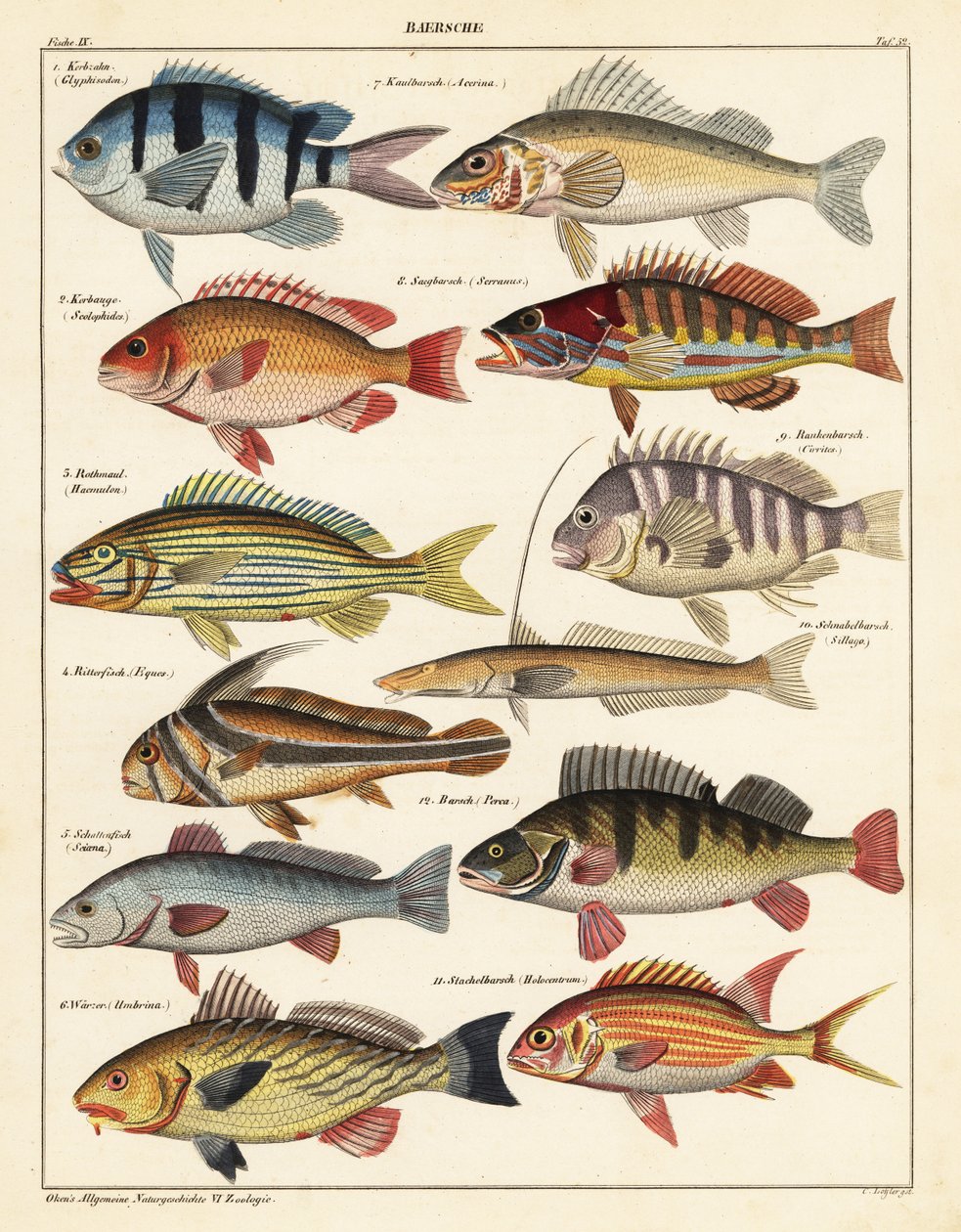 Variedades de peixes.,1841 (litografia) de Unbekannter Künstler