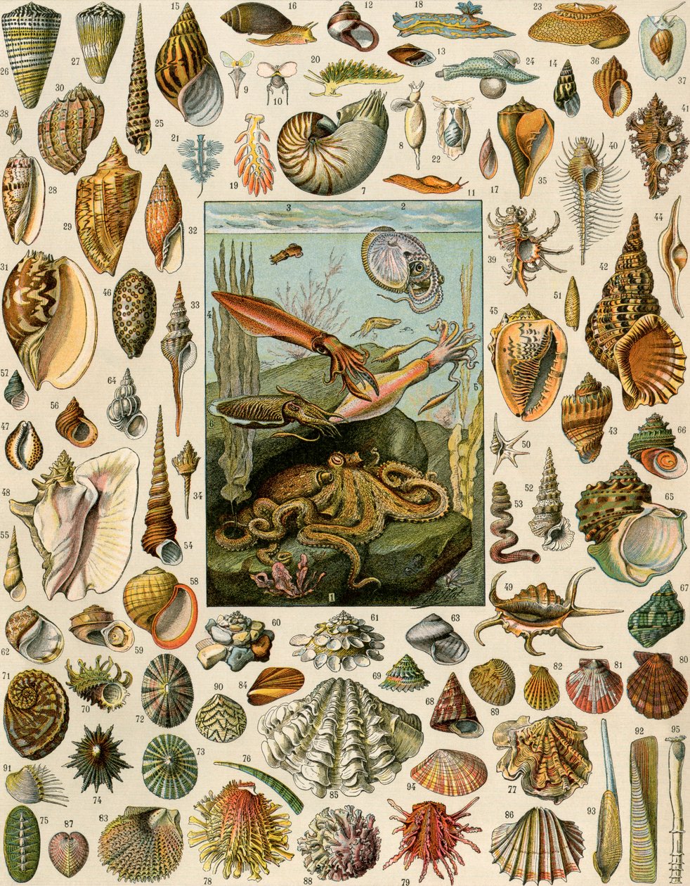 Variedades de moluscos, com vieiras, amêijoas, conchas, caracóis e lulas. Litografia do século XIX. de Unbekannter Künstler