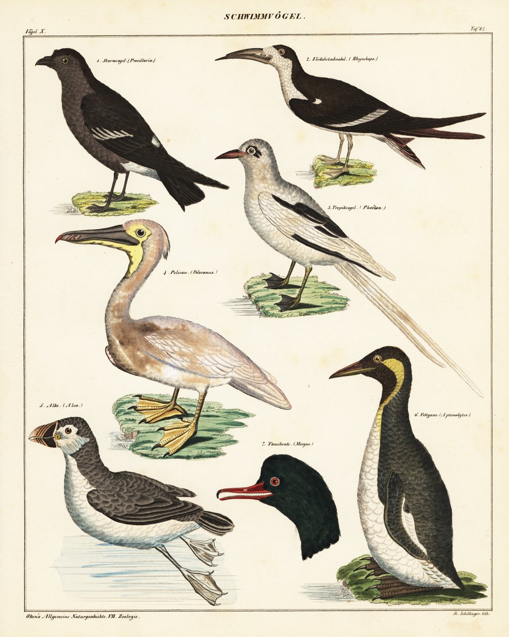 Variedades de aves marinhas. ,1841 (litografia) de Unbekannter Künstler