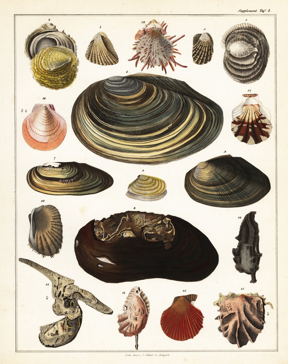 Variedades de conchas, moluscos.,1841 (litografia) de Unbekannter Künstler