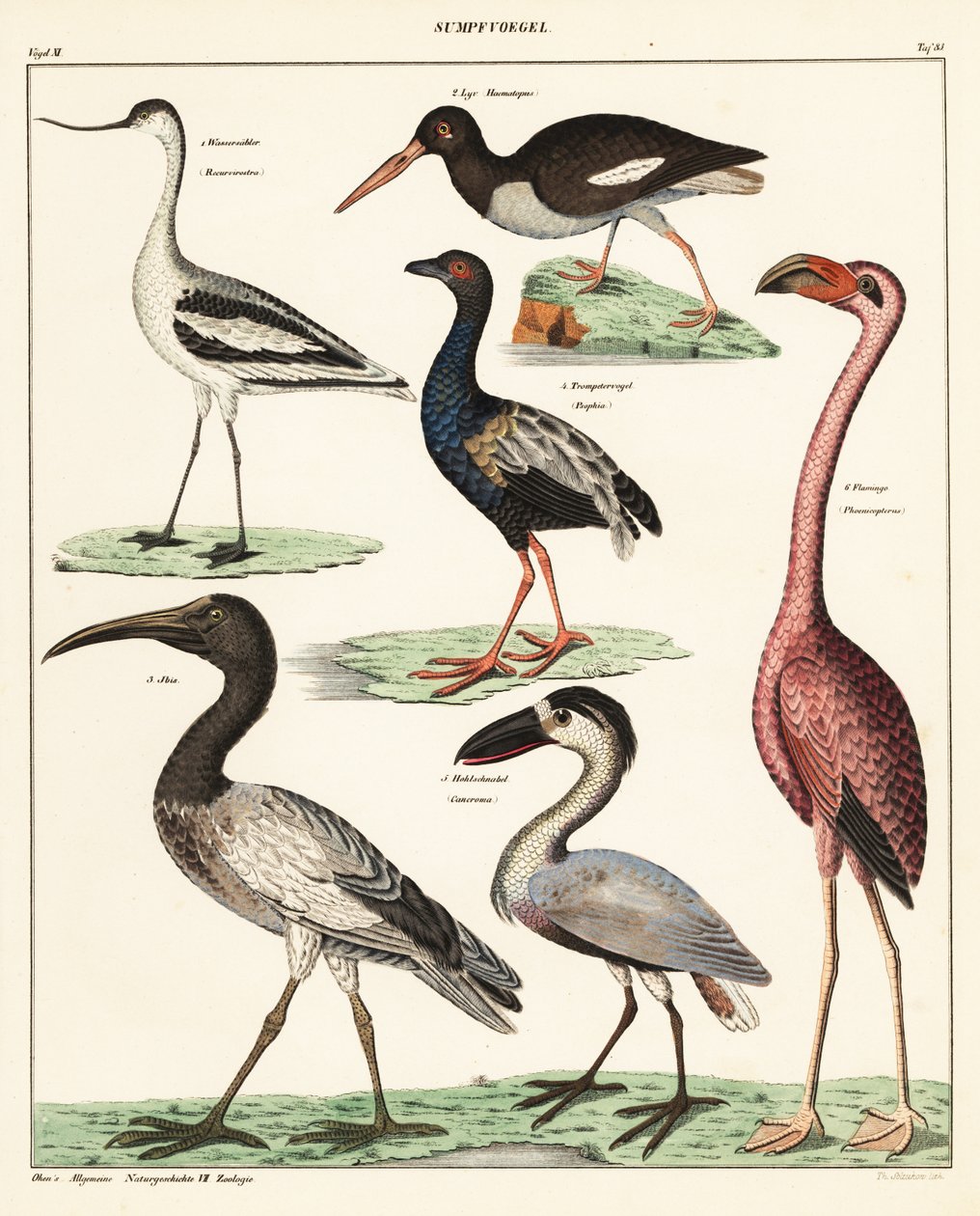 Variedades de aves pernaltas. ,1841 (litografia) de Unbekannter Künstler