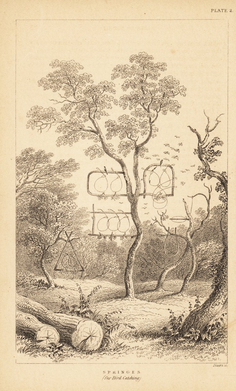 Variedades de armadilhas de arame para a captura de aves. 1889 (gravura) de Unbekannter Künstler