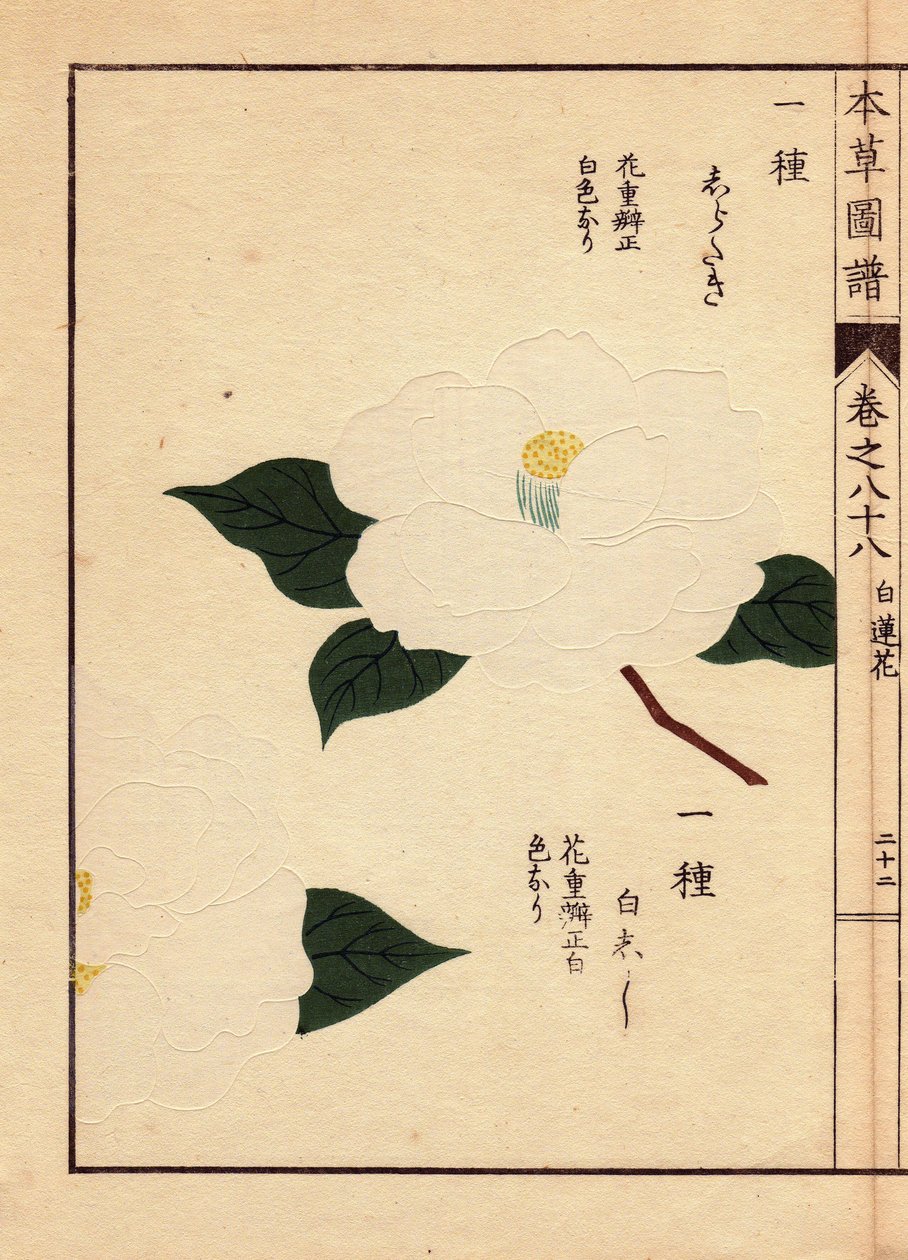 Variedade de camélias do Japão (Thea japonica Nois): Shirataki e Shiroshishi, com flores brancas. Eau forte en couleurs, xilogravura de Kanen Iwasaki (1786-1842) botânico, entomologista e zoólogo japonês, publicada em Honzo Zufu, em 1884, um guia ilustrati de Unbekannter Künstler