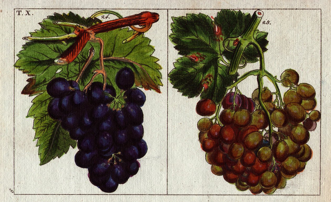 Variedade de uvas: brancas e pretas. de Unbekannter Künstler