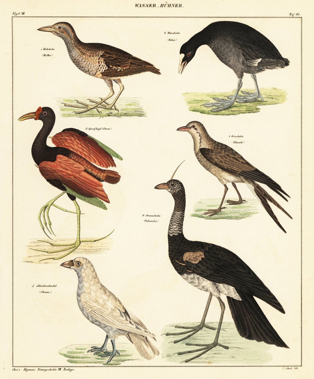 Variedade de aves aquáticas. ,1841 (litografia) de Unbekannter Künstler