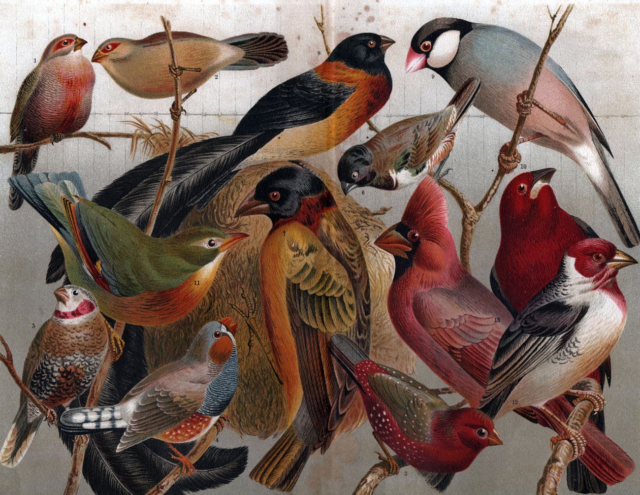 Várias aves, c.1900 (gravura) de Unbekannter Künstler