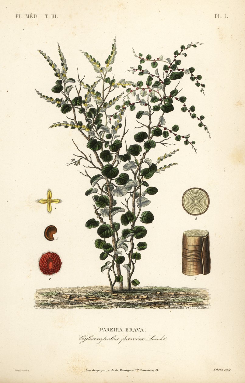 Velvet-leaf or abuta, Cissampelos pareira, Pareira brava de Unbekannt