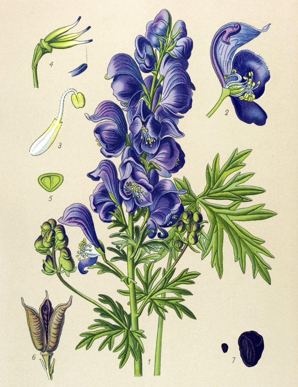 Planta venenosa (tóxica) e medicinal: Aconit napel (Aconitum napellus) de Unbekannter Künstler