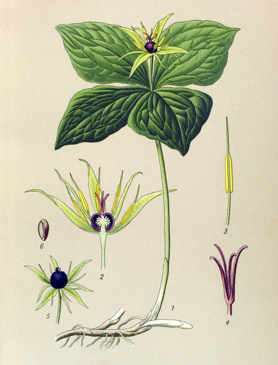 Planta venenosa (tóxica): Parisette de quatro folhas (Paris quadrifolia) de Unbekannter Künstler