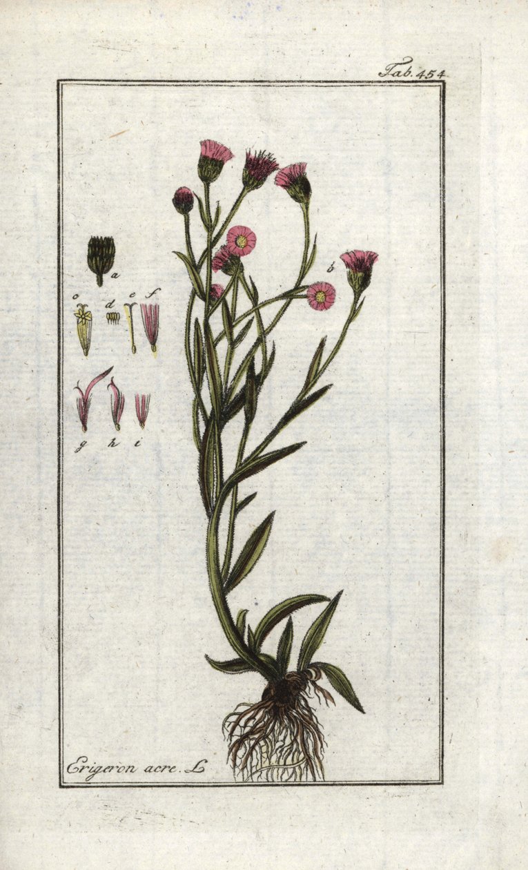 Acre de Vergerette (Erigeron acris). Litografia de "Picture of Artseny-Gewassen" de Johannes Zorn (1739-1799), Países Baixos de Unbekannter Künstler
