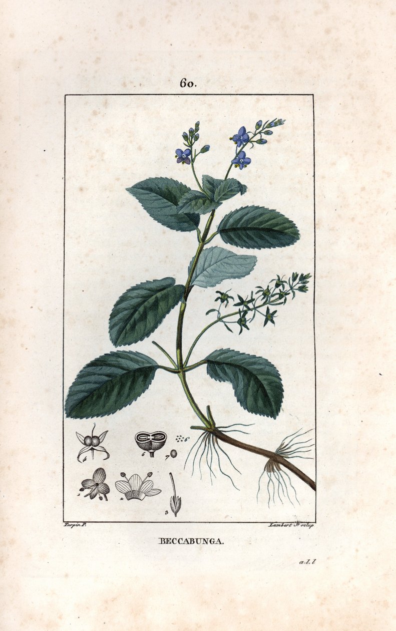 Veronique des ruisseaux ou cress de cheval ou salad de chouette - Gravura de Lambert fils, a partir de um desenho de Pierre Jean Francois Turpin (1775-1840), extraído de La flore medicale, de Chaumeton, Poiret et Chamberet, Paris 1830 - Calêndula ou lança  de Unbekannter Künstler