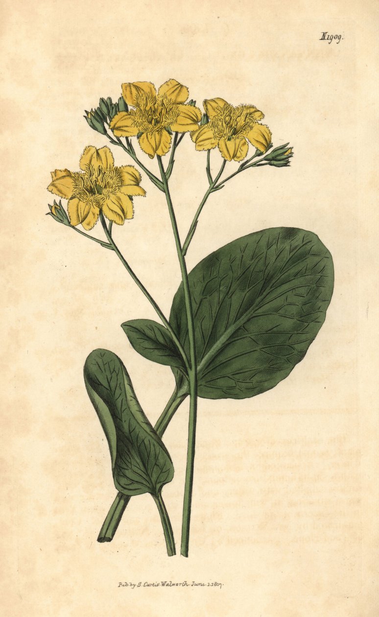 Villardie - Villarsia ovata (feijão-de-corda de folhas ovais, Menyanthes ovata). Gravura botânica colorida à mão da Curtis