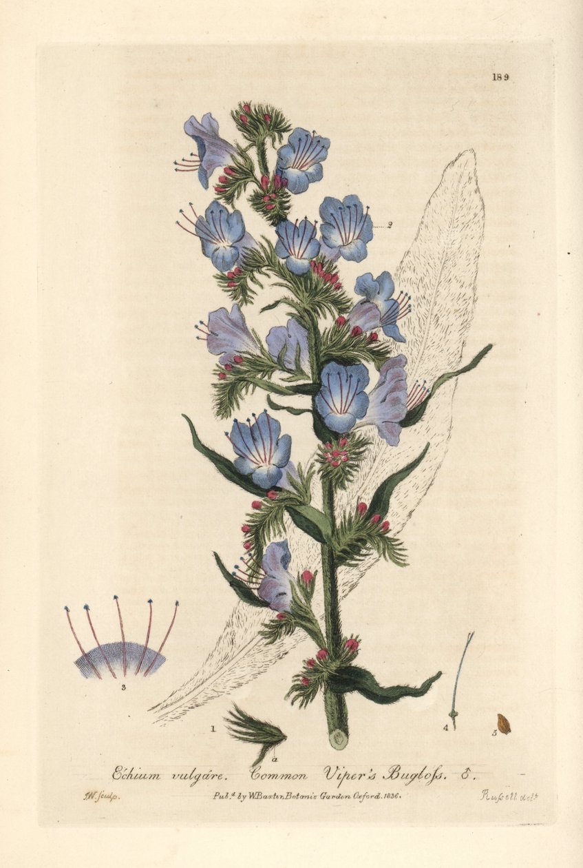 Viperine commune - Echium vulgare - Gravura em chapa de cobre colorida à mão por J. Whessell a partir de um desenho de Isaac Russell da obra "British Phaenogamous Botany" de William Baxter, 1836 de Unbekannter Künstler