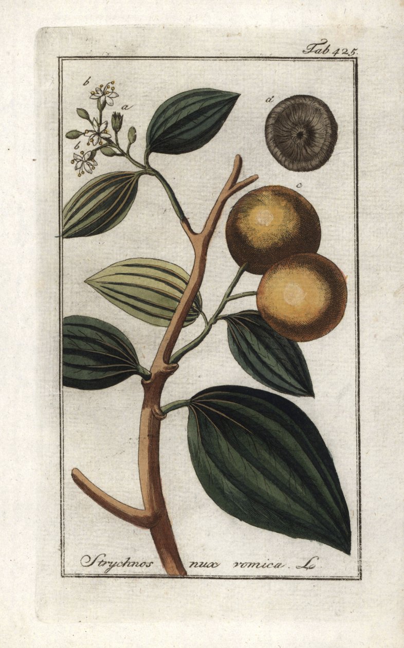 Vomiker (Strychnis nux-vomica). Litografia de "Afbeelding der Artseny-Gewassen" de Johannes Zorn (1739-1799), Países Baixos de Unbekannter Künstler