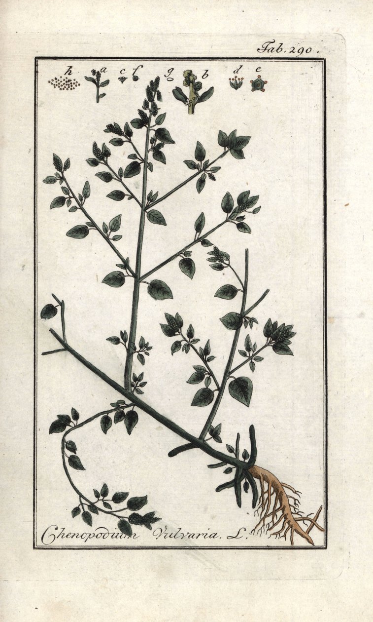 Vulvar (Chenopodium vulvaria). Litografia de "Picture of the Artseny-Gewassen" de Johannes Zorn (1739-1799), Países Baixos de Unbekannter Künstler