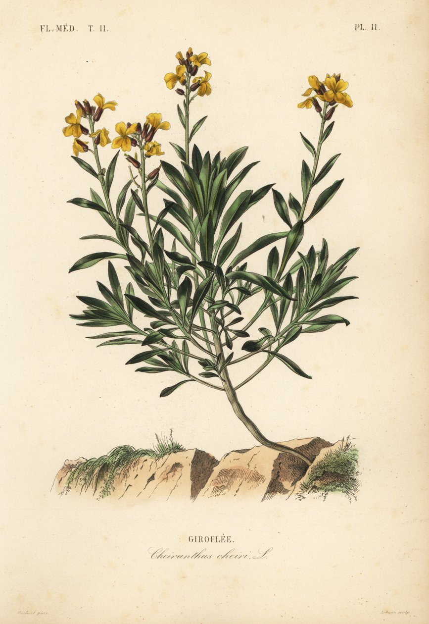 Wallflower, Erysimum cheiri, Cheiranthus cheiri, Giroflee de Unbekannt