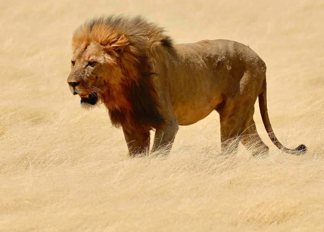 Guerreiro, Etosha, 2018 (fotografia) de Unbekannter Künstler