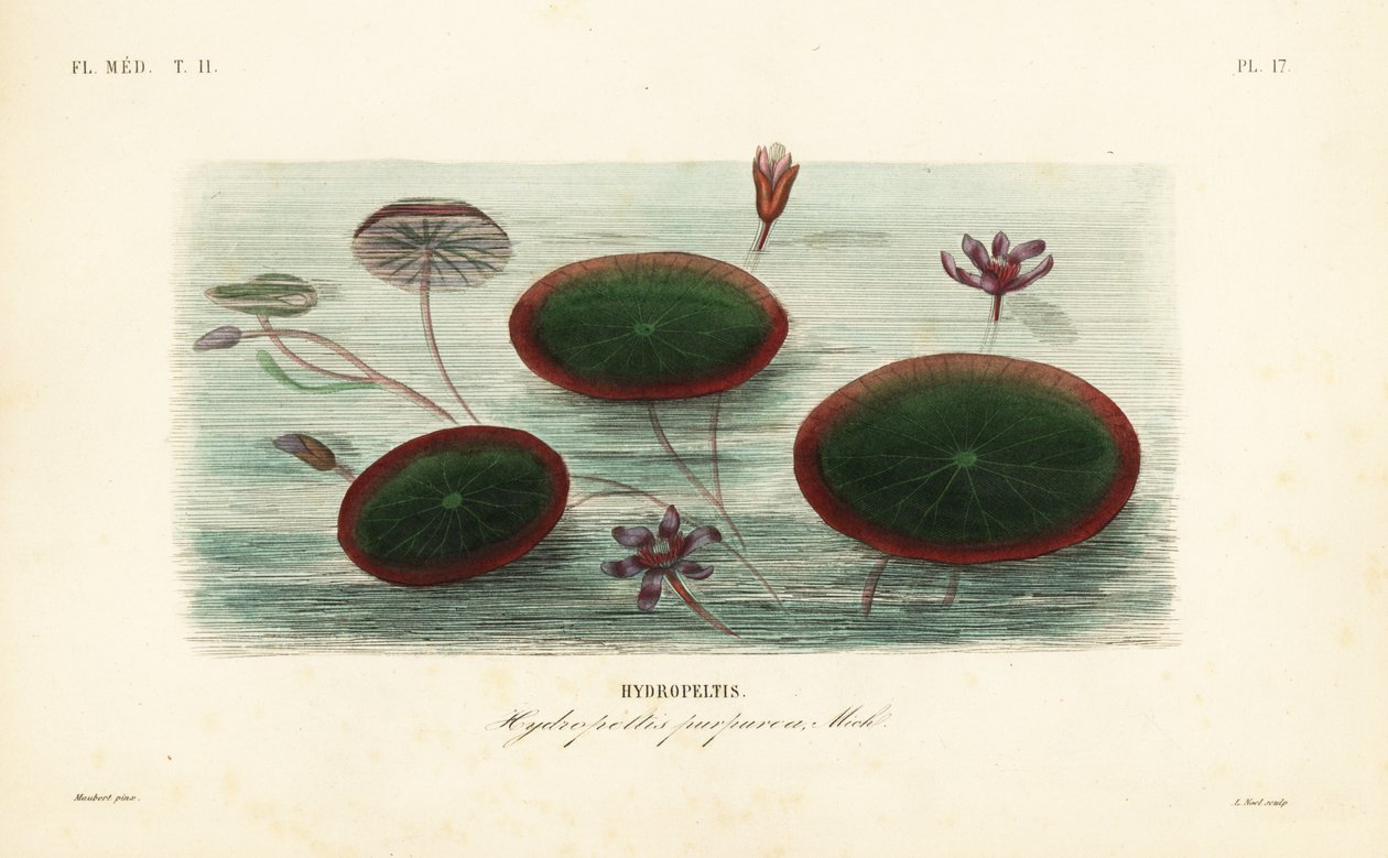 Escudo de água, Brasenia schreberi, Hydropeltis purpurea, Hydropeltis de Unbekannt