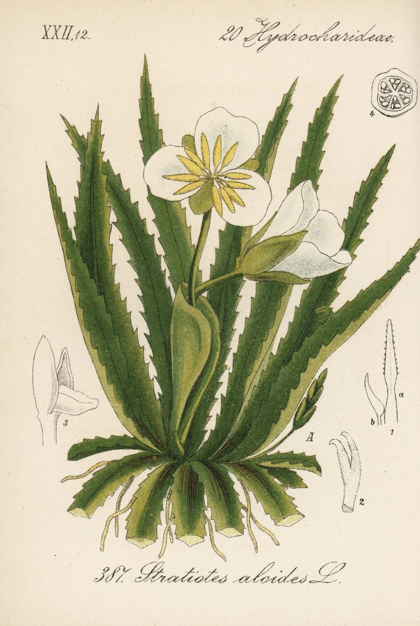 Aloé de água - Soldado de água, Stratiotes aloides. Litografia colorida à mão da Flora alemã (Flora von Deutschland) de Diederich von Schlechtendal, Jena de Unbekannter Künstler