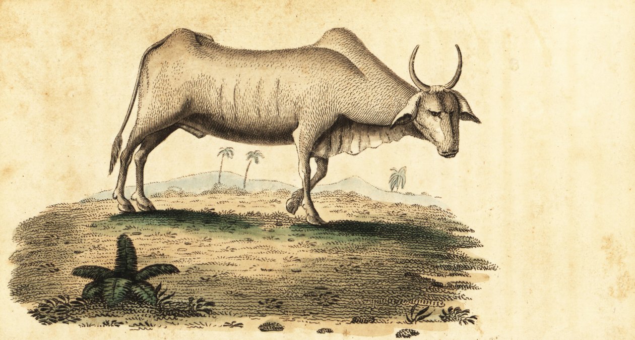 Búfalo de água, Bubalus bubalus,1800 (gravura) de Unbekannter Künstler