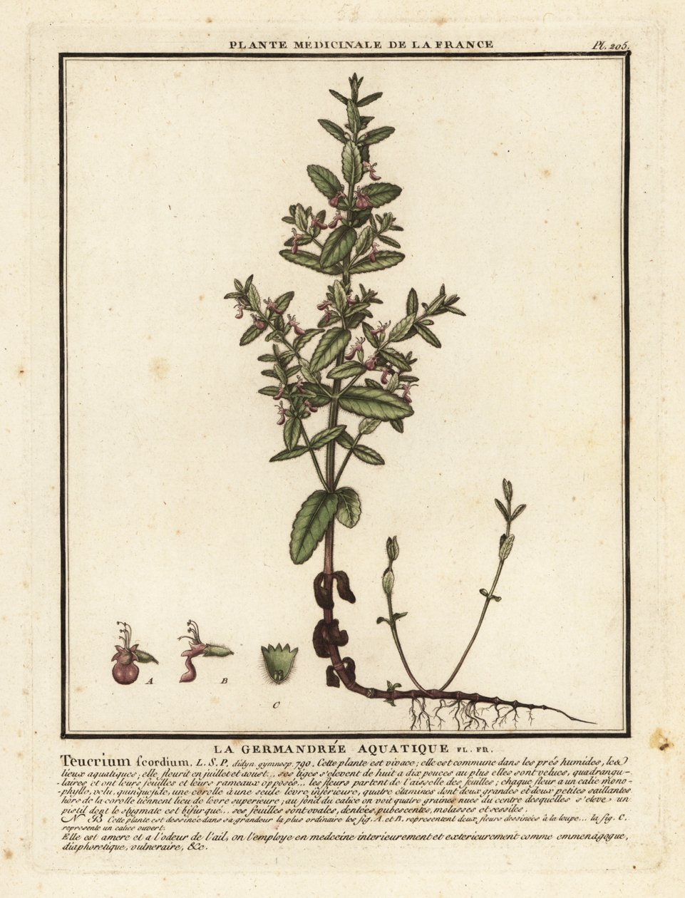 Germe de água, Teucrium scordium. de Unbekannter Künstler