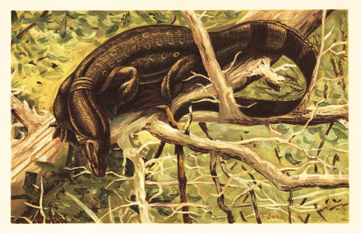 Lagarto monitor de água, Varanus salvator. 1908 (litografia) de Unbekannter Künstler