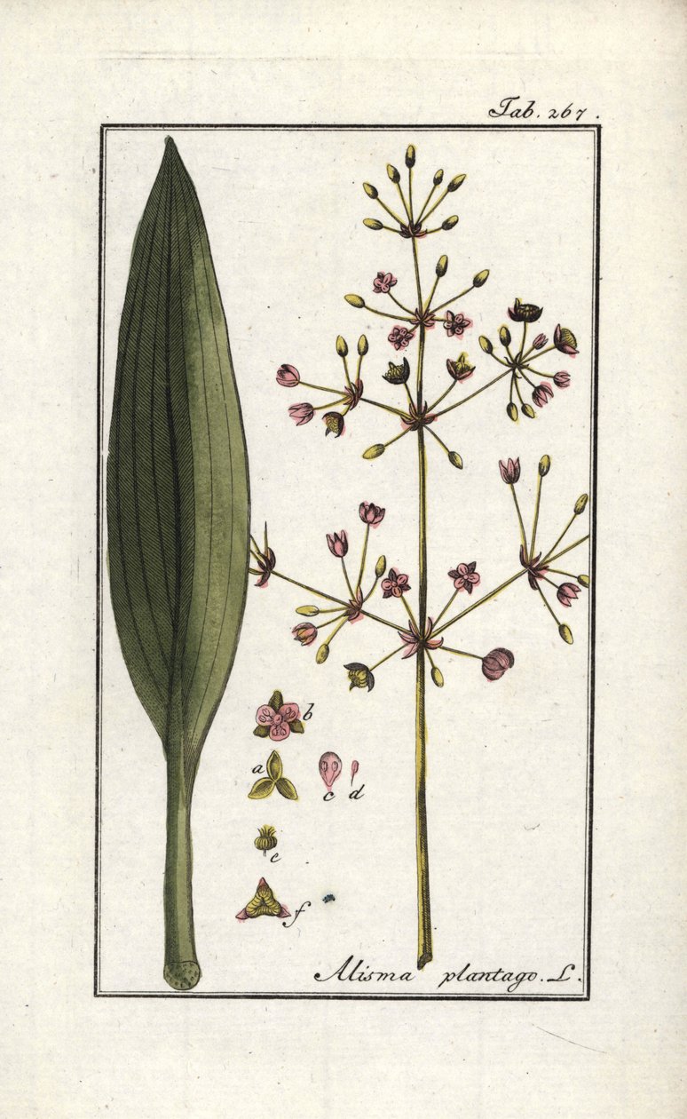 Plátano-de-água (Alisma plantago-aquatica). Litografia do "Afbeelding der Artseny-Gewassen" (herbário de plantas medicinais) de Johannes Zorn (1739-1799), Países Baixos de Unbekannter Künstler