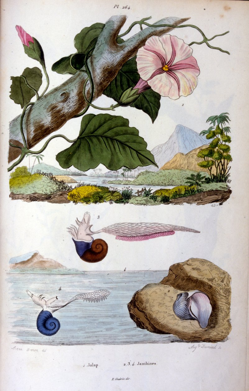 Caracol de água; ilustração botânica e zoológica de F. E. Guérin. De Dictionnaire pittoresque d